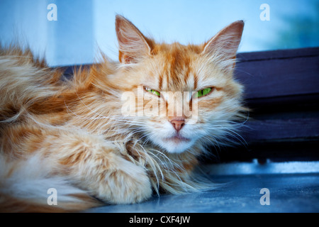 Chat roux aux yeux verts Banque D'Images