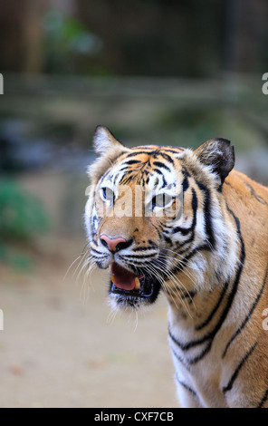 Tigre de Malaisie (Panthera tigris malayensis) au Zoo Melaka en Malaisie Banque D'Images