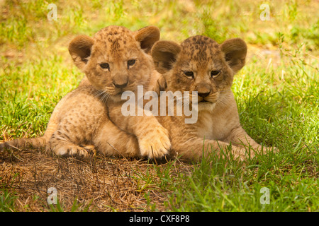 Barbary Lion Cubs (Panthera leo leo) siégeant ensemble Banque D'Images