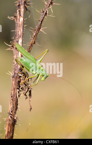 Grande Charte Verte Tettigonia viridissima Bush ; Cricket ; mâle ; UK Banque D'Images