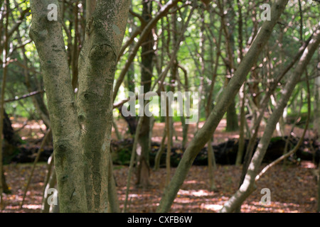 Kingswood ; St Austell, Cornwall, UK ; Holly Banque D'Images