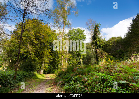 Kingswood ; St Austell, Cornwall, UK ; zone de mélèze Banque D'Images