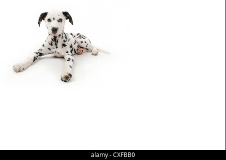 Chiot dalmatien couché, studio shot avec fond blanc Banque D'Images