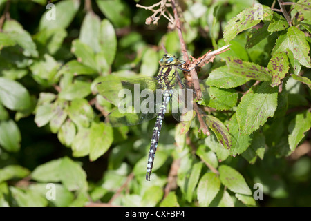 Hawker Aeshna cyanea sud ; ; ; libellule mâle ; UK Banque D'Images
