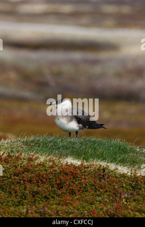 Morph phase pâle / Ruppé (parasite) Jaeger Stercorarius parasiticus, Varanger, Norvège Banque D'Images