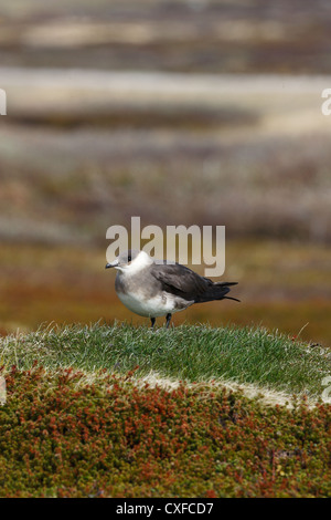 Morph phase pâle / Ruppé (parasite) Jaeger Stercorarius parasiticus, Varanger, Norvège Banque D'Images