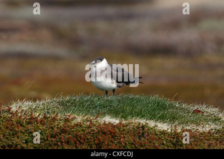 Morph phase pâle / Ruppé (parasite) Jaeger Stercorarius parasiticus, Varanger, Norvège Banque D'Images