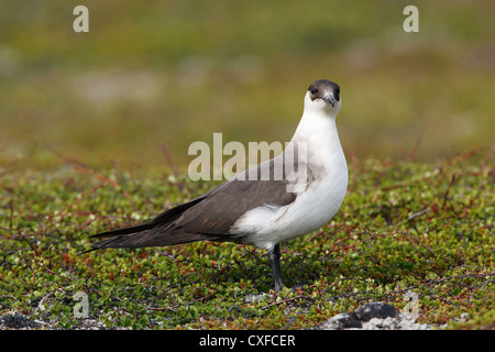 Morph phase pâle / Ruppé (parasite) Jaeger Stercorarius parasiticus, Varanger, Norvège Banque D'Images