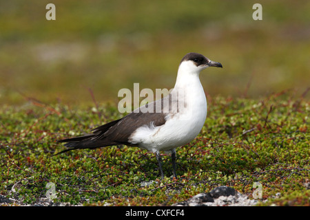 Morph phase pâle / Ruppé (parasite) Jaeger Stercorarius parasiticus, Varanger, Norvège Banque D'Images