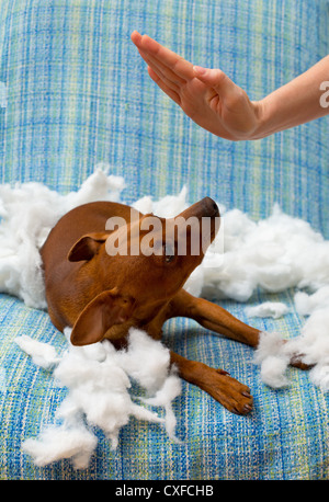 Naughty Dog puppy sont punis après avoir mordu un oreiller brown mini pinscher Banque D'Images