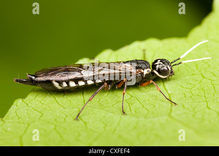 Xiphydriid Wasp (Xiphydria Bois maculata) - Femmes Banque D'Images