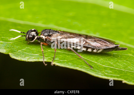 Xiphydriid Wasp (Xiphydria Bois maculata) - Femmes Banque D'Images