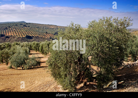 Olive Grove Antequera malaga andalousie espagne campo de olivos en la comarca de Antequera malaga andalousie espagne Banque D'Images