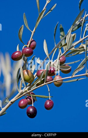 Les olives dans une branche d'olivier de l'Andalousie Espagne olives aux en las ramas de un olivo andalucia españa Banque D'Images