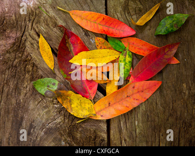 Automne feuilles séchées d'or rouge sur bois vieilli Banque D'Images