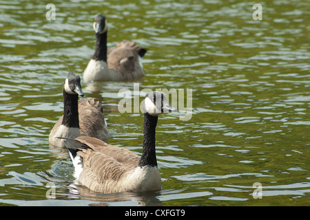 Trois des oies natation dans l'eau Banque D'Images