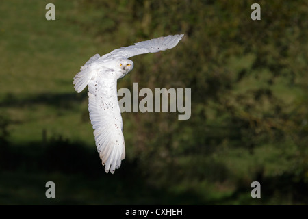 Snowy Owl mâle en vol Banque D'Images