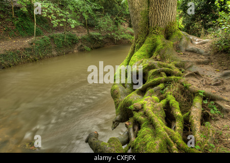 Coupe profonde rivière érodées avec moss couverts ash tree roots accroché sur la rivière et sapé par mole de river bend Banque D'Images