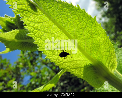 Image conceptuelle de feuille verte et ponderosa en arrière allumé Banque D'Images