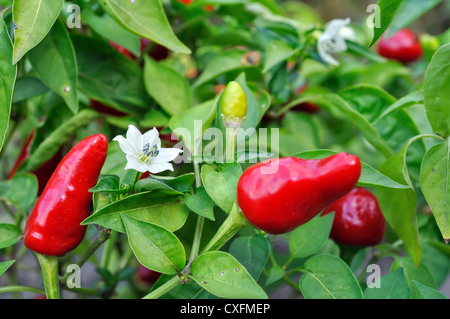 Close-up de piments en fleurs dans le potager Banque D'Images