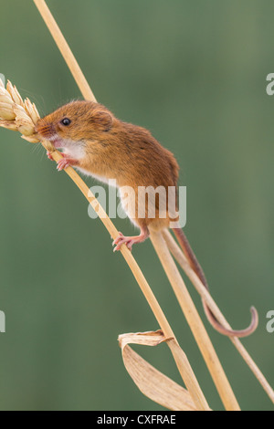 Close-up d'une souris de la récolte (Reithrodontomys humulis) sur un épi de maïs Banque D'Images