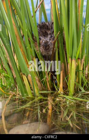 Close-up d'un campagnol d'eau eurasien (Arvicola amphibius) peeping grâce à roseaux Banque D'Images