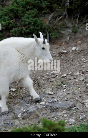 Une chèvre de montagne, Oreamnos americanus, marcher sur une pente de montagne Banque D'Images