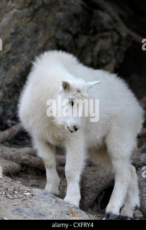 Un bébé chèvre de montagne marche sur une pente de montagne. Banque D'Images