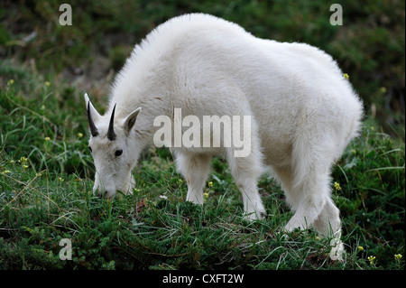 La chèvre de montagne Oreamnos americanus'' se nourrir dans la végétation de montagne. Banque D'Images