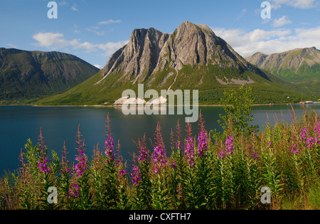 Scène norvégienne classique. Donnant sur la montagne et les fleurs sauvages des fjords - dans ce cas l'épilobe Banque D'Images