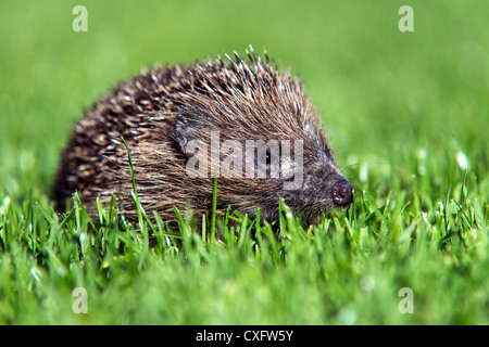 Hedgehog close up, dans la ville animée de Green grass Banque D'Images