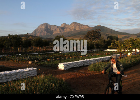 Boy riding bicycle in le célèbre jardin d'Babylonstoren wine farm, Franschhoek, Afrique du Sud Banque D'Images