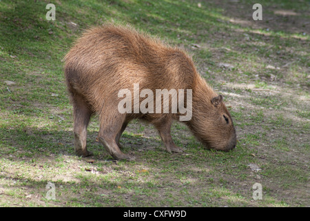 Capybara - le plus grand rongeur vivant au monde Banque D'Images