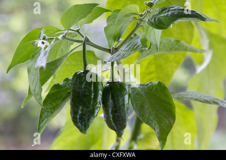 Deux Naga Dorset fiery Chilly Peppers (parmi les plus chaudes chilly variétés connu) croissant sur la plante et encore au stade vert. Capsicum chinensis. Banque D'Images