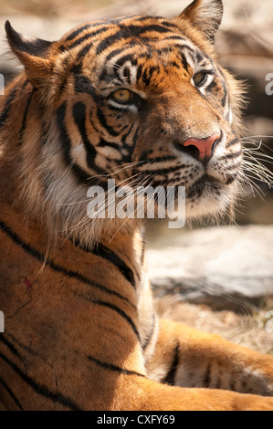 Tigre de Sumatra Portrait Banque D'Images