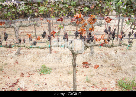 Une vigne qui n'est pas florissante. Banque D'Images