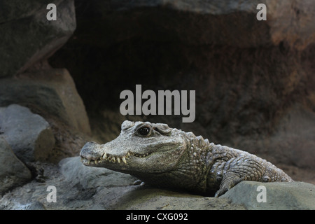 Un Crocodile nain d'Afrique de l'Ouest Banque D'Images