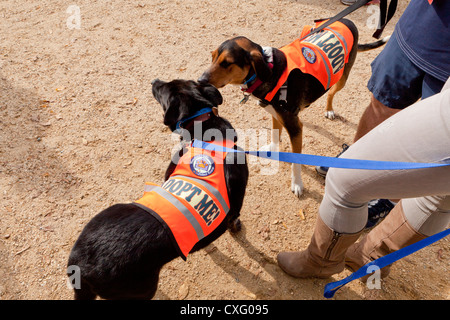 Les chiens de sauvetage portant des gilets "Adoptez-moi" Banque D'Images