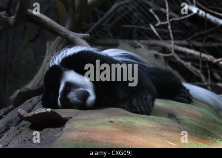 Un singe Colobus, couché. Banque D'Images