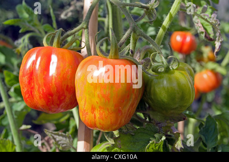 L'ameneur à rayures sur le mûrissement des tomates en vigne serre jardin, Cumbria, Angleterre, Royaume-Uni Banque D'Images