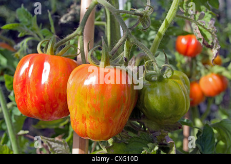 L'ameneur à rayures sur le mûrissement des tomates en vigne serre jardin, Cumbria, Angleterre, Royaume-Uni Banque D'Images