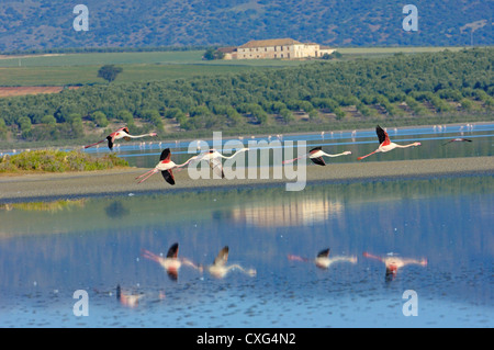 Flamant rose (Phoenicopterus ruber) . Lagon Fuente de Piedra. La province de Málaga. Andalousie, Espagne Banque D'Images