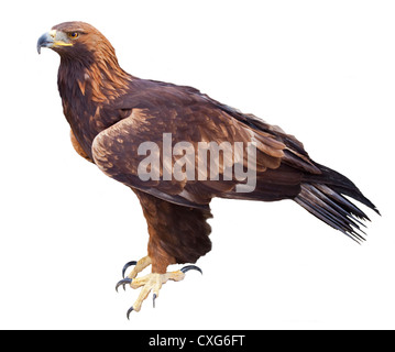 L'Aigle royal (Aquila chrysaetos) sur fond blanc Banque D'Images