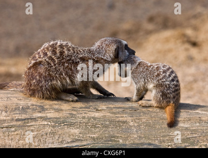 Queue mince et jeune mère suricates (Suricata suricatta) Banque D'Images