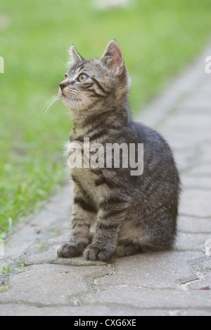 Chat domestique, felis silvestris catus Banque D'Images