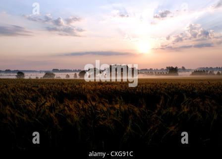 Neuruppin, lever de soleil sur un champ de maïs Banque D'Images