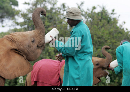 Nairobi, nourrir les éléphants Banque D'Images