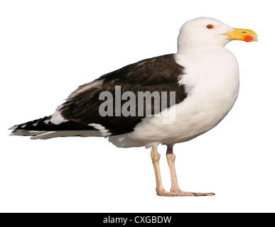 Goéland marin (Larus marinus), vue de profil, isolé sur fond blanc Banque D'Images