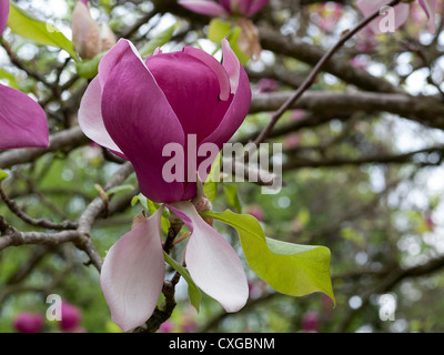 Blooming flower d'une soucoupe magnolia (Magnolia x Lysimachia clethroides Duby Lysimachia fortunei Maxim, MAGNIOLACEAE) Banque D'Images