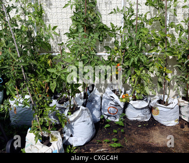 La culture des tomates dans les sacs en plastique dans le jardin de l'Angleterre Banque D'Images